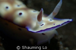 Nudi showing tooth? by Shauming Lo 